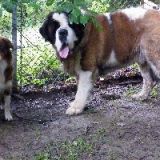 2012_akira und glavin